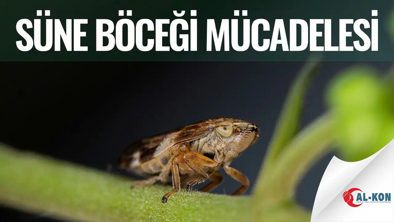 SÜNE BÖCEĞİ MÜCADELESİ